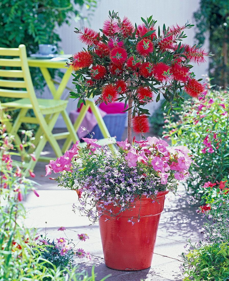 Callistemon (bottlebrush) stems underplanted