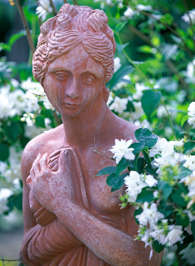 Terracotta putti in Philadelphus (scented jasmine)