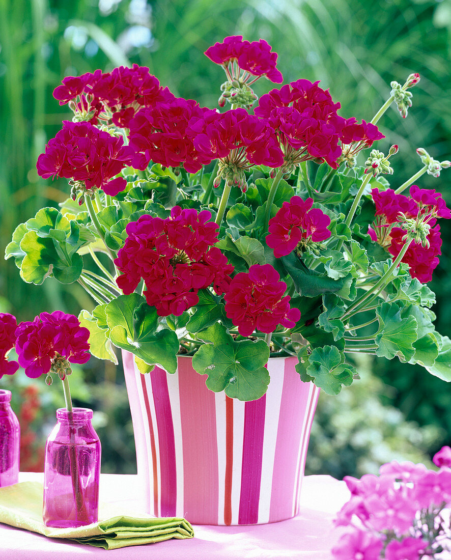 Pelargonium 'Flower Fairy Violet' (Standing geranium)