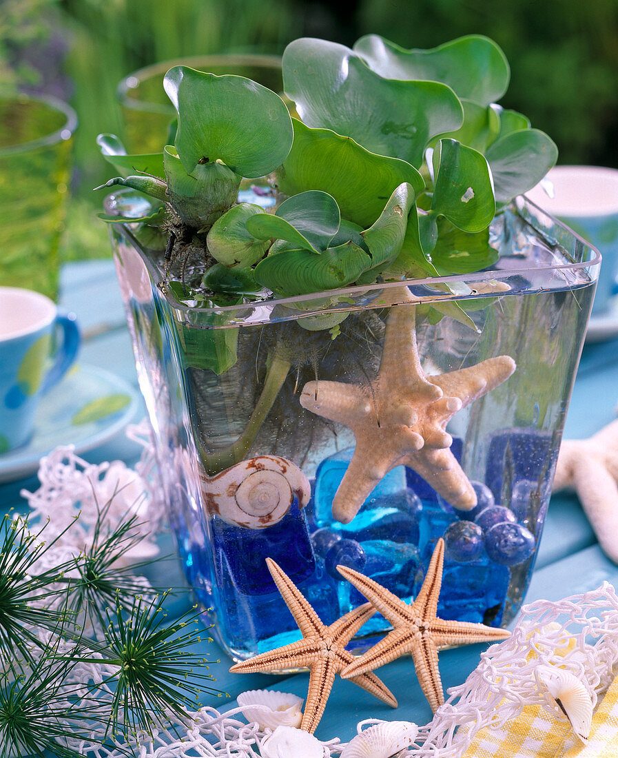 Eichhornia crassipes (Water Hyacinth) in a square glass