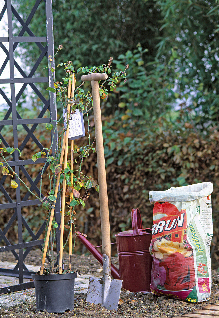 Planting a container rose (1/14)