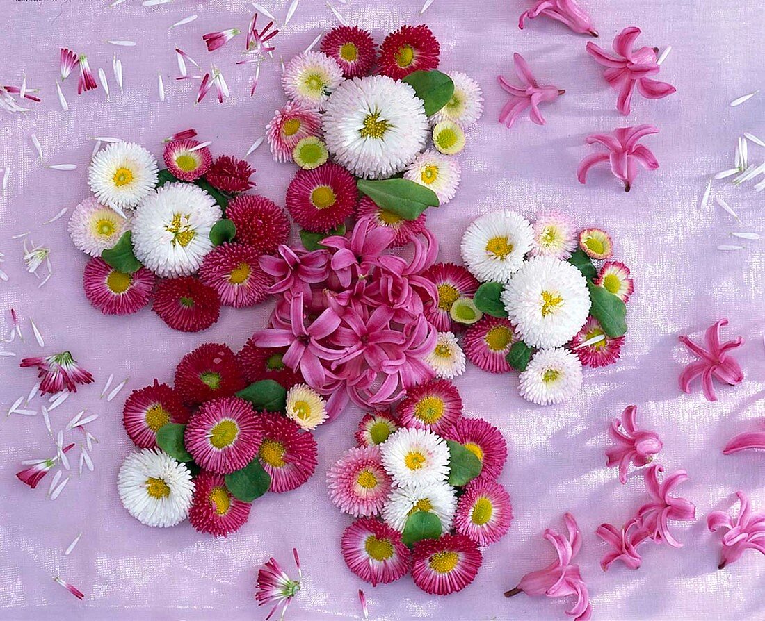 Flower of bellis (daisy) and hyacinthus