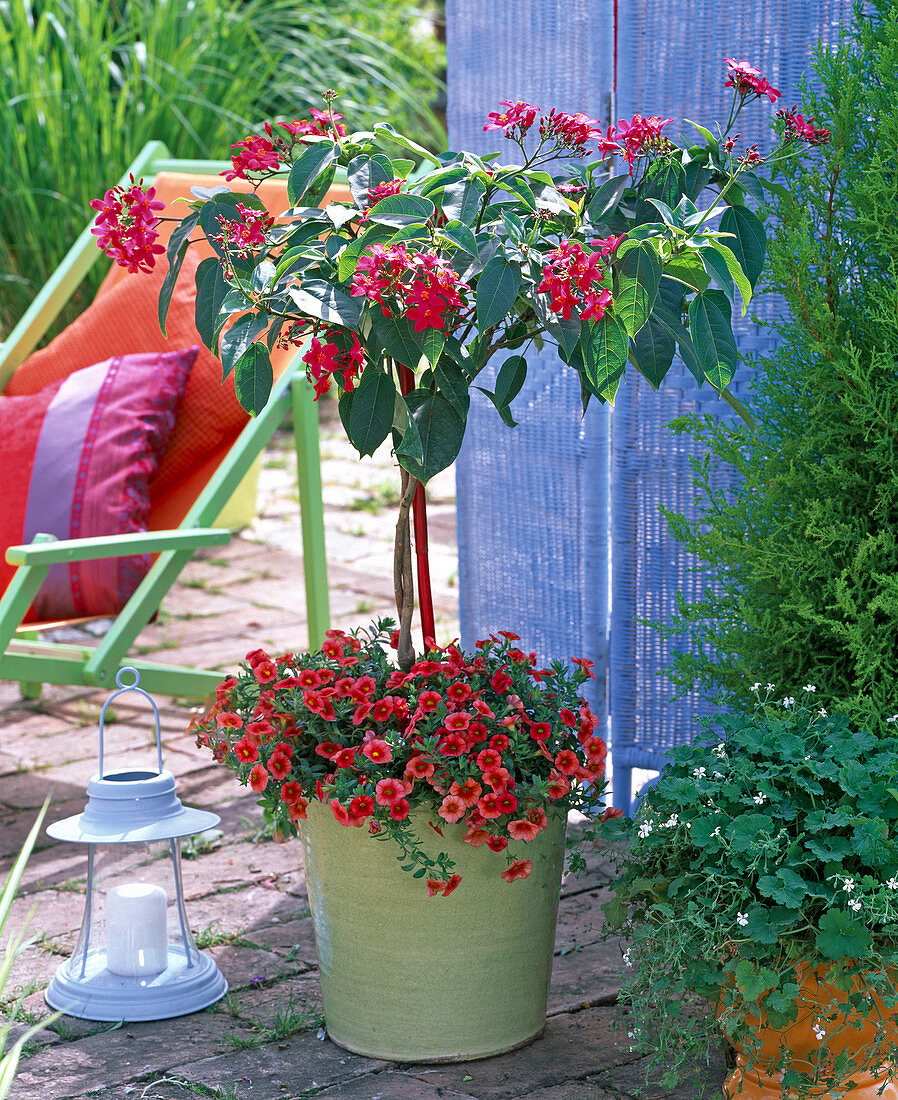 Jatropha integerrima (Purgiernuß), Stämmchen unterpflanzt