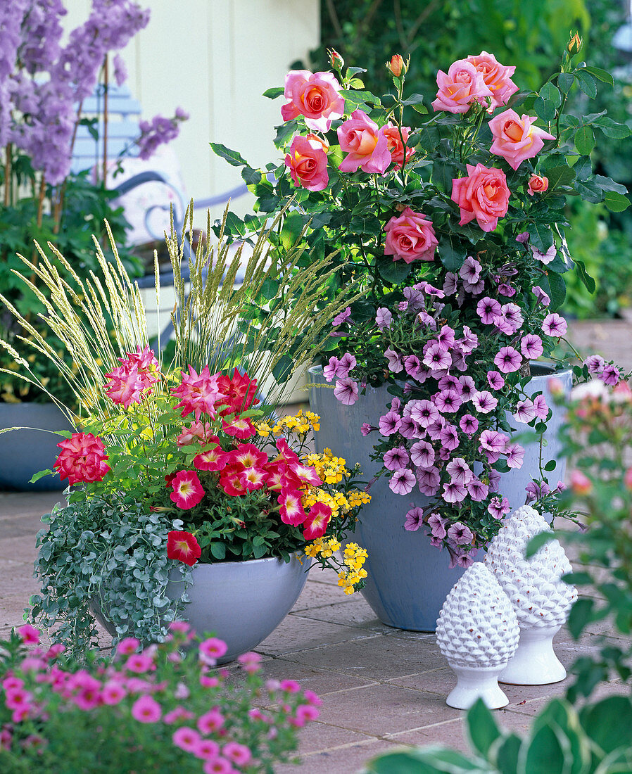 Rosa 'Inspiration' (Edelrose von Noack), Petunia 'Pink Vein'