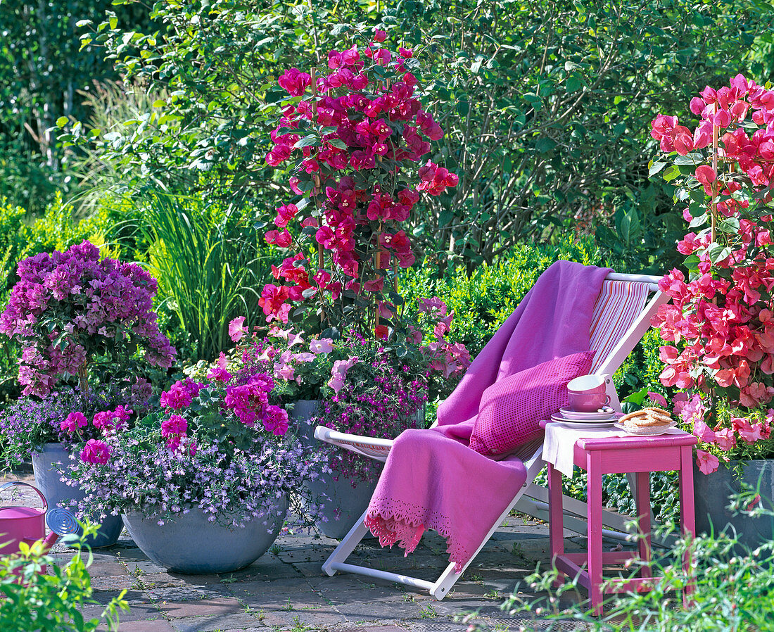 Bougainvillea in different colors, planted with Lobelia