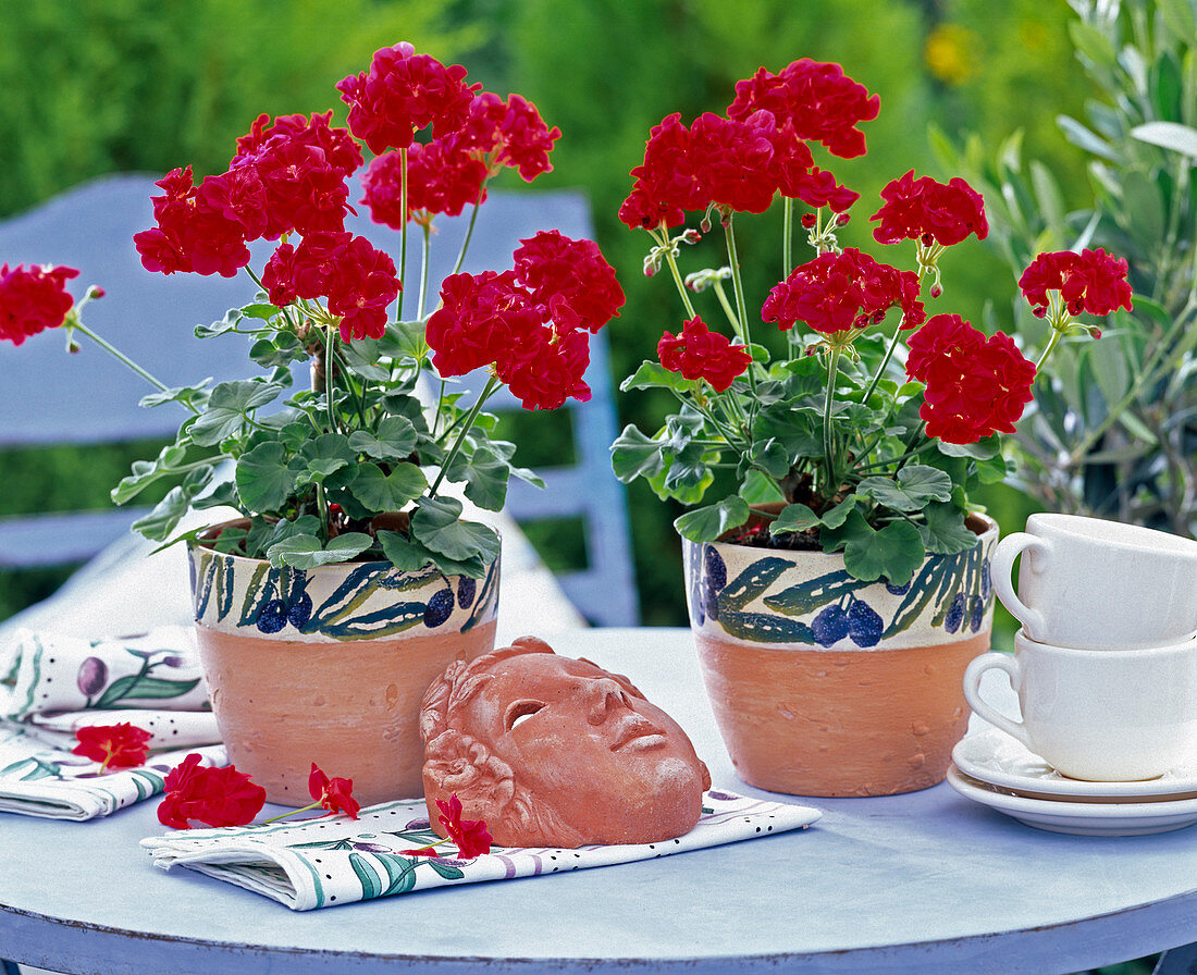 Pelargonium Little Lady 'Scarlet' (Mini-Geranien)