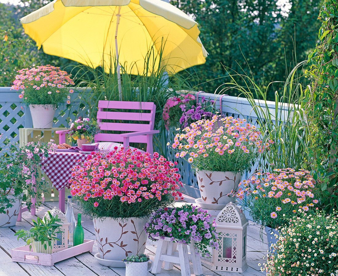 Daisies balcony, Argyranthemum Daisy Crazy (pink marguerite)