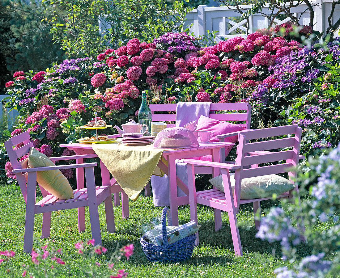 Pink wooden seating area in front of flowering hydrangea (hydrangea)