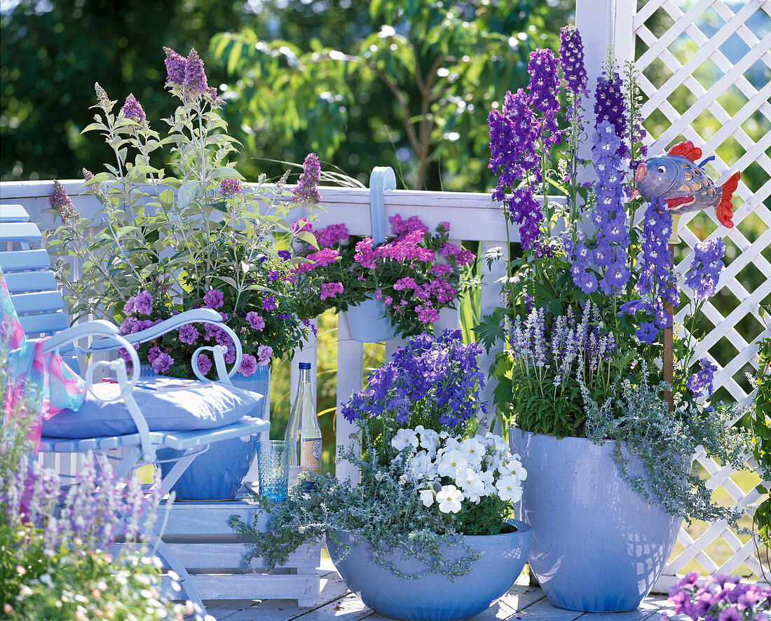 Blauer Balkon mit Delphinium (Rittersporn), Salvia farinacea (Mehlsalbei)