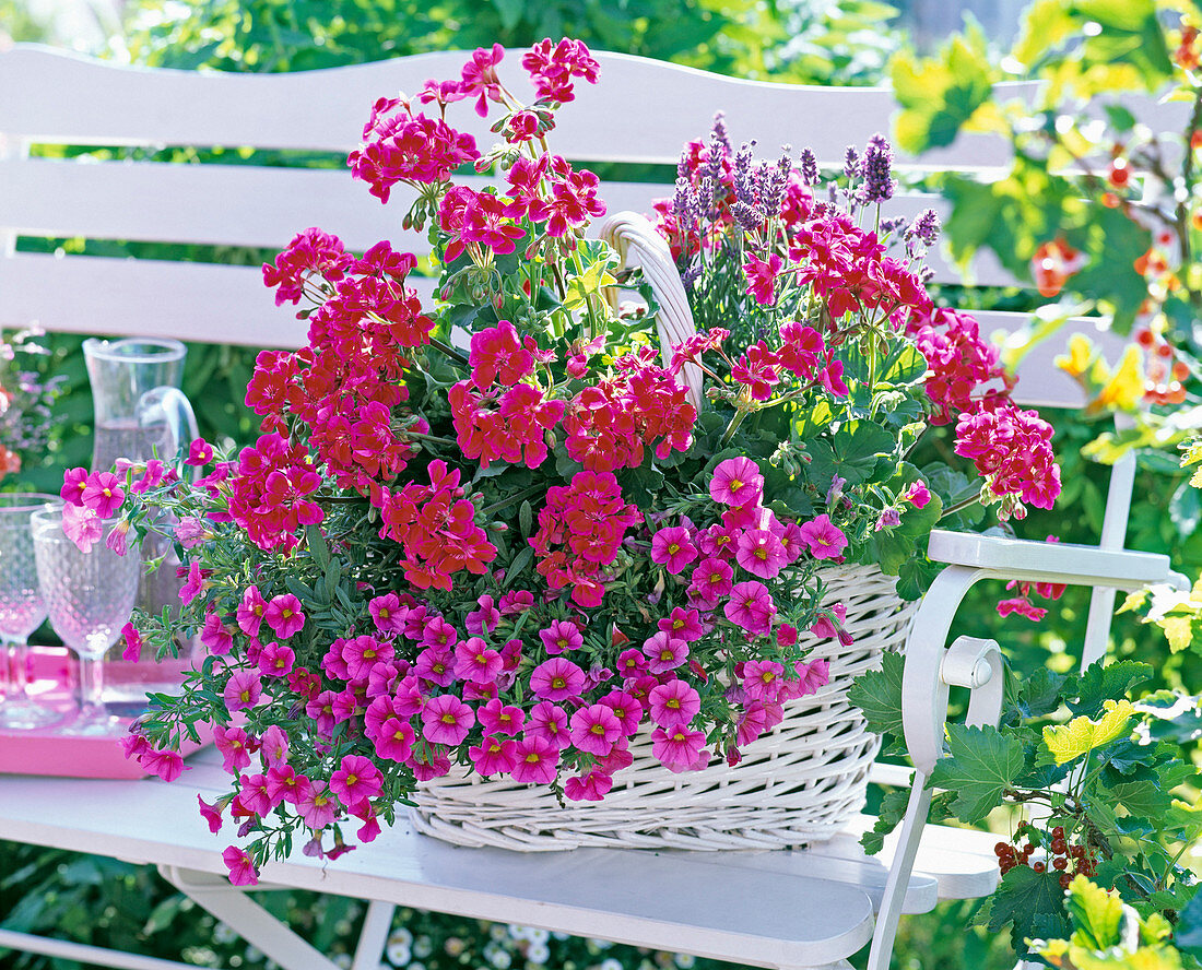 Weißer Korb mit Pelargonium Gen. 'Bajazzo' (stehende Geranien)