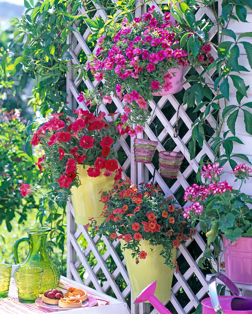 Calibrachoa , Petunia, Pelargonium in Hängetöpfen an Rankgitter