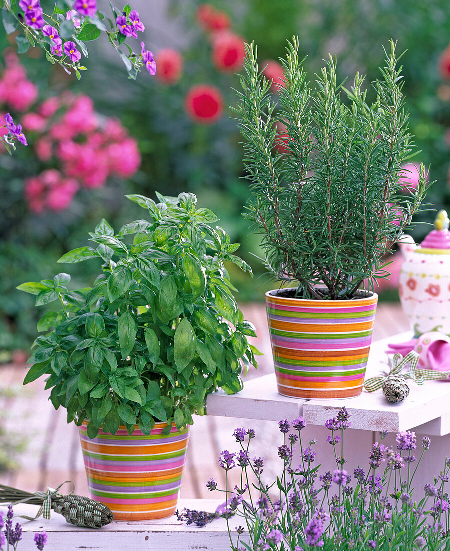 Ocimum basilicum 'Genoveser' (basil), Rosmarinus officinalis