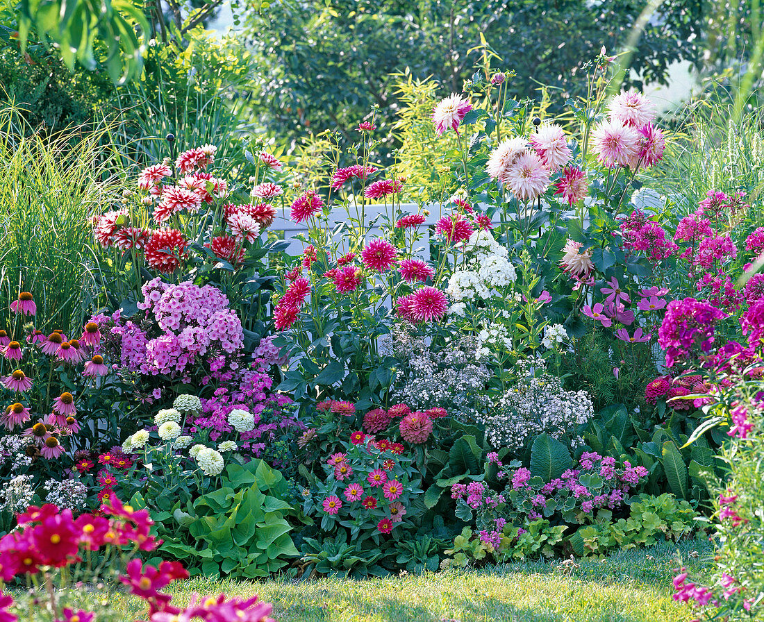 Dahlia, Phlox