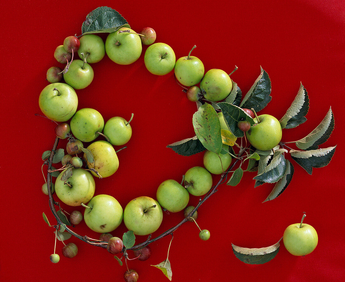 Heart of Malus (apples and ornamental apples) on red background