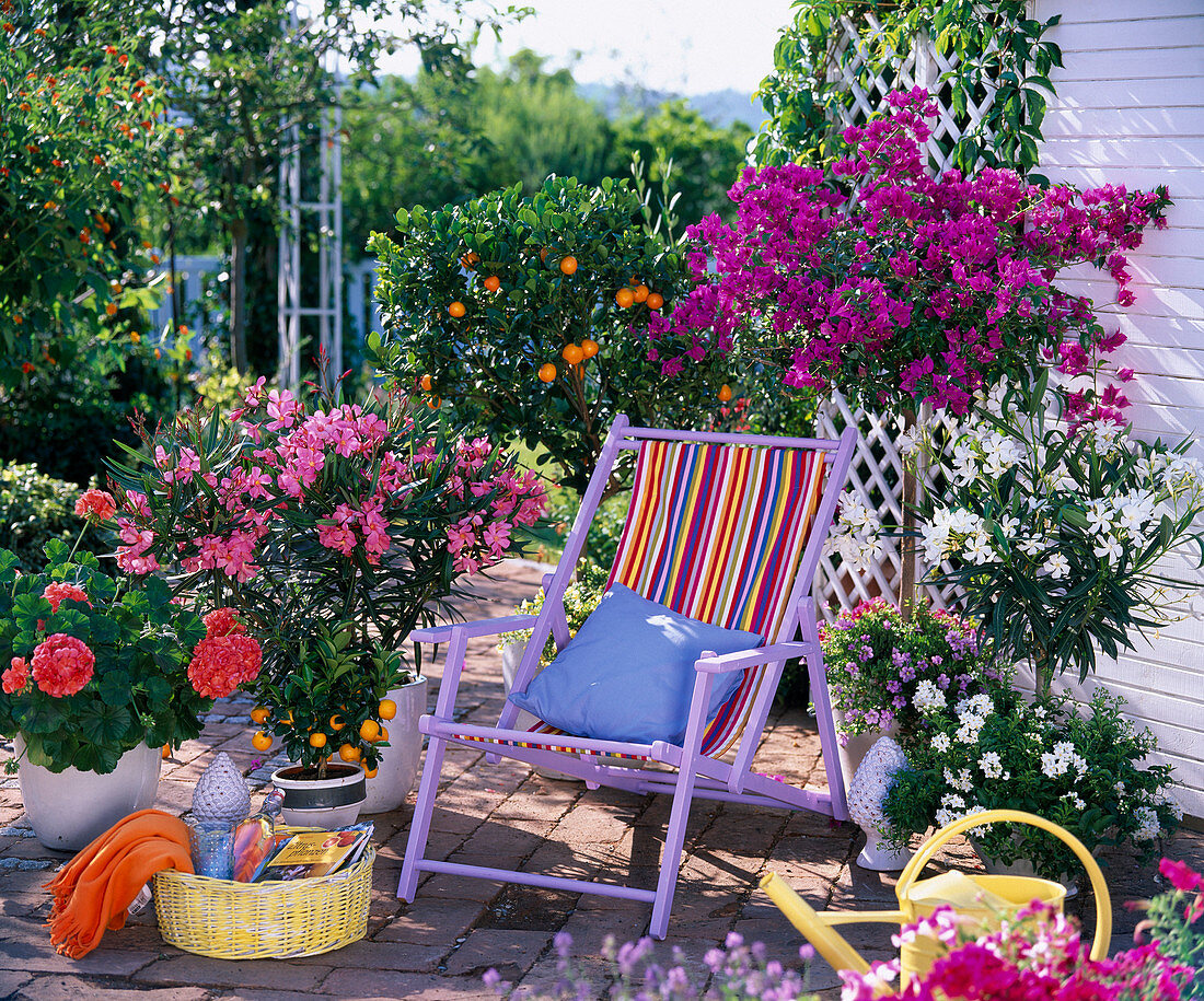 Terrace with folding chair, Bougainvillea, Citrofortunella, Nerium