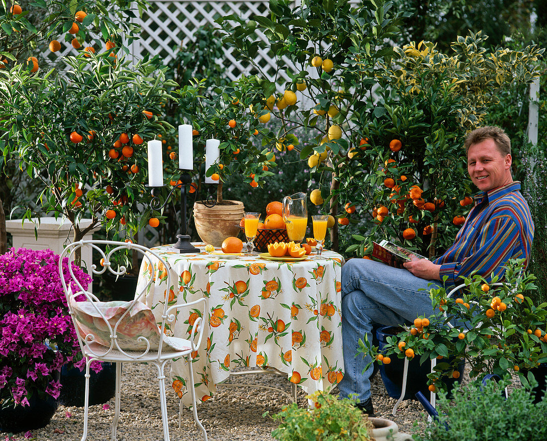 Citrus nobilis (Clementine), Citrus Mitis