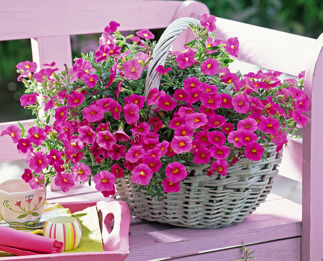 Calibrachoa Celebration 'Bright Pink'