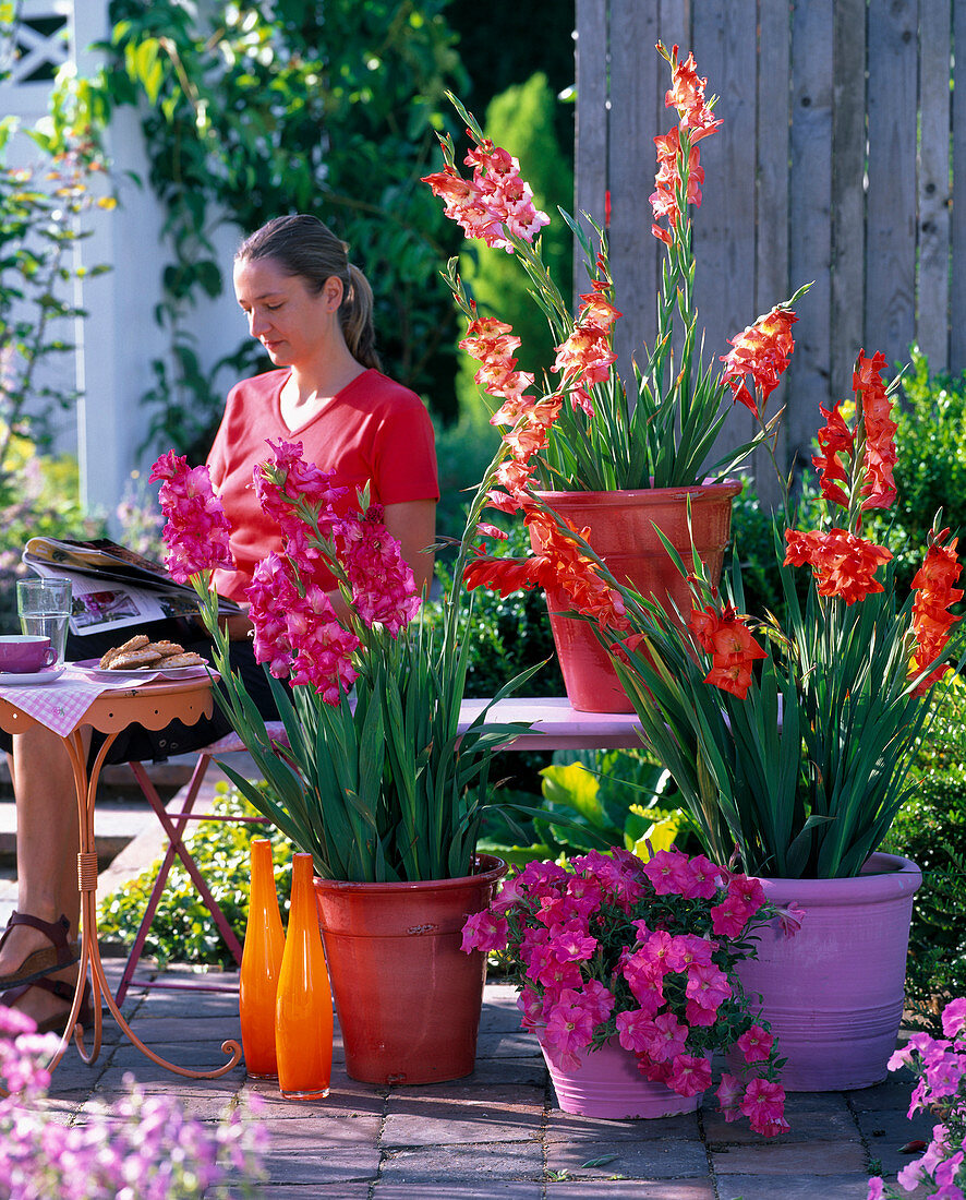 Gladiolus (Gladiolen), Petunia (pinke Petunie)