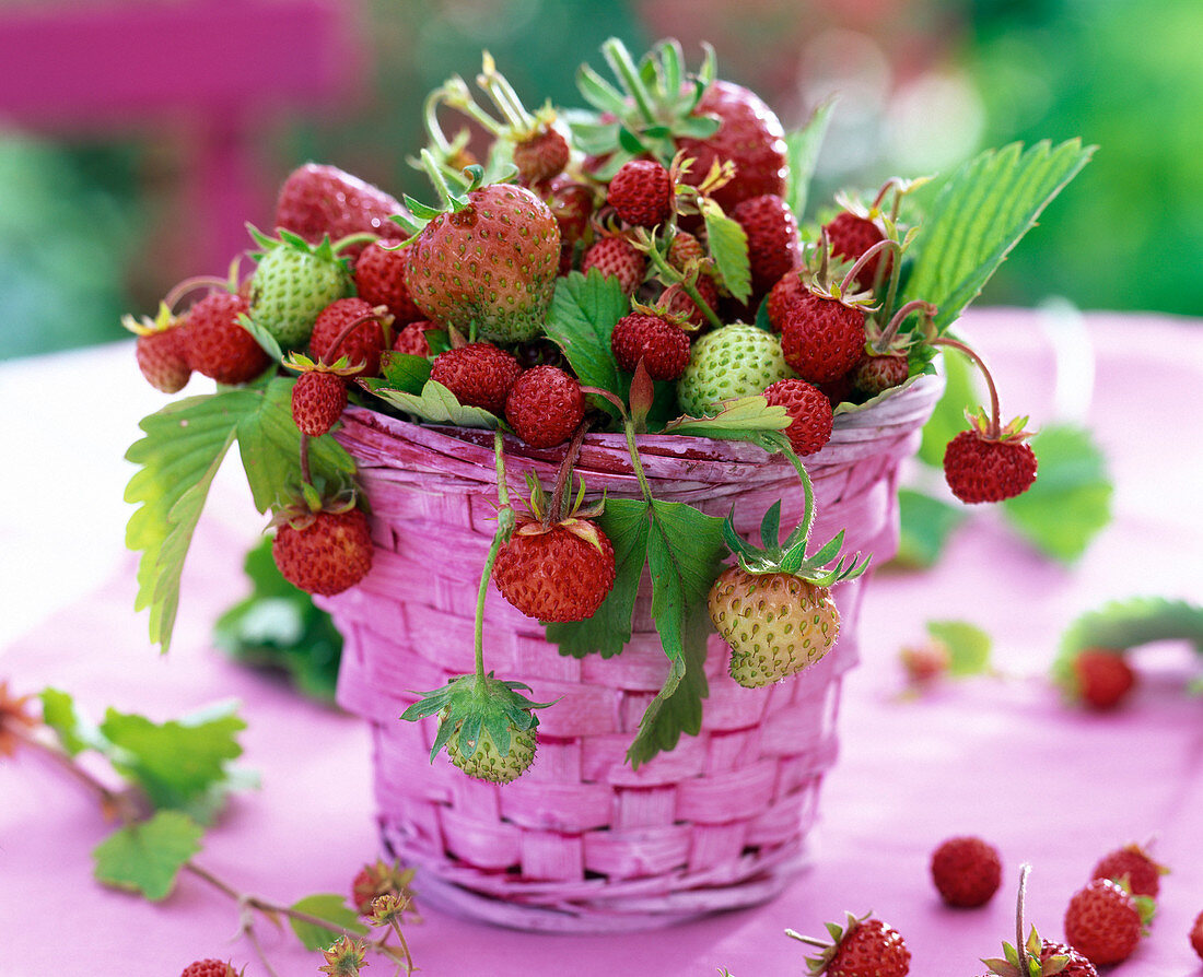 Fragaria (strawberries) in pink basket