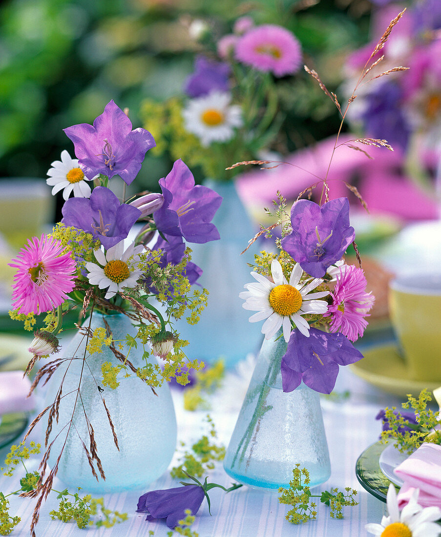 Campanula (Glockenblumen), Erigeron (Feinstrahl), Argyranthemum