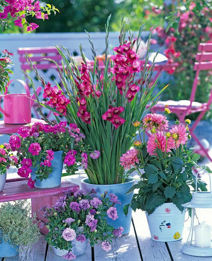 Gladiolus (Dwarf Gladiole), Dahlia