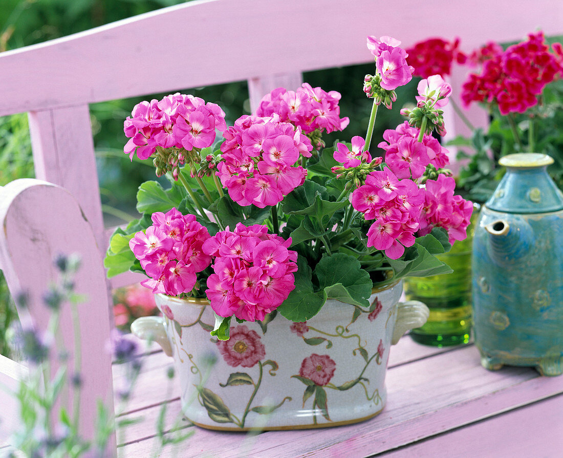 Pelargonium trend 'Lavender' (stehende Geranie)