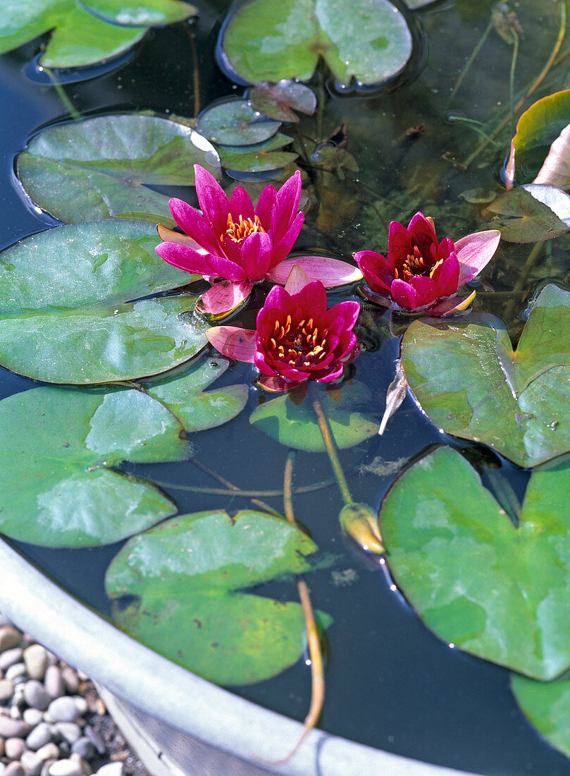 Nymphaea 'Laydekeri Purpurata' (Water lily)