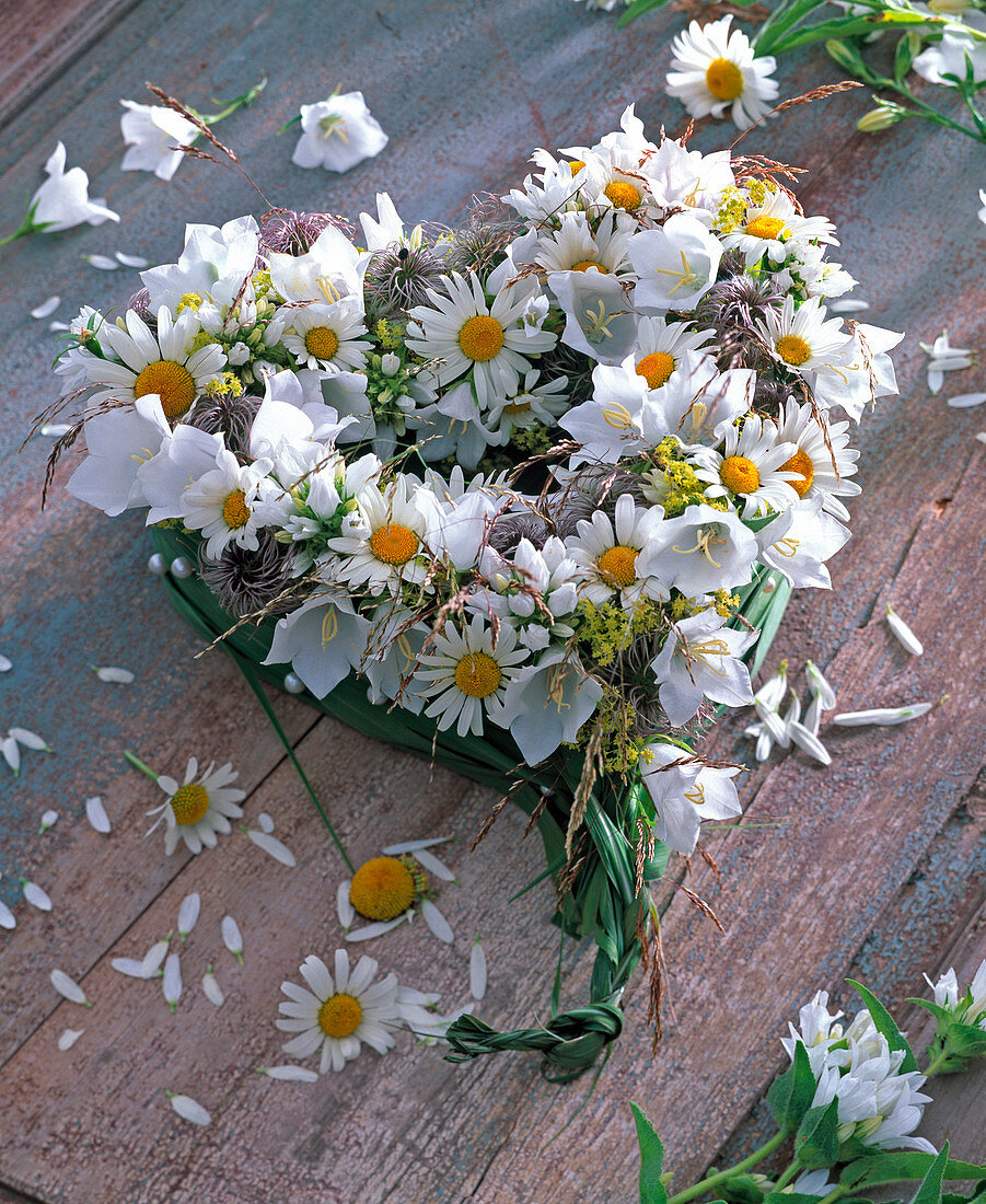 Heart of Argyranthemum, Campanula