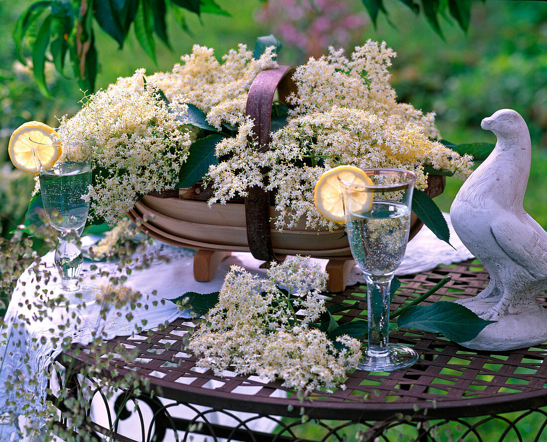 Flowers of Sambucus (elderberry) in spanking basket