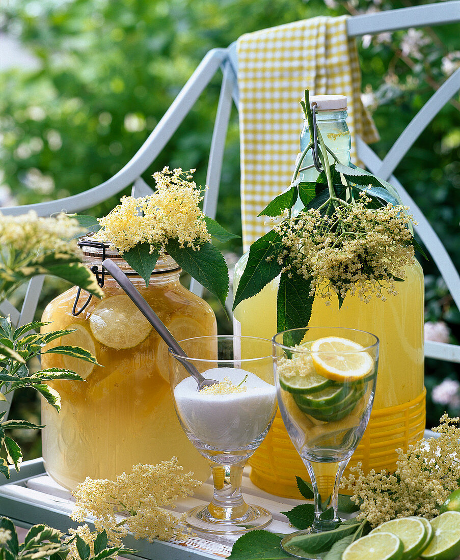 Holunderlimonade aus Blüten von Sambucus (Holunder)