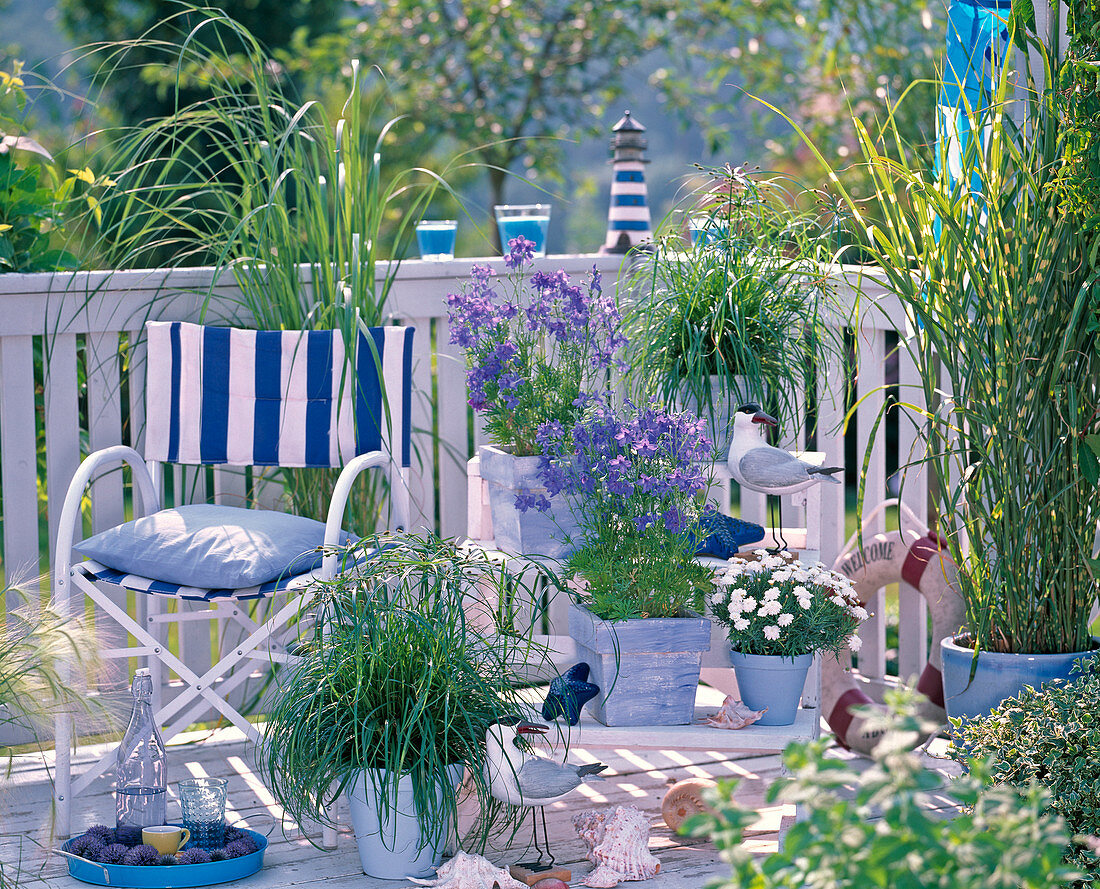 Maritimer Balkon in blau-weiß: Delphinium grandiflorum (Zwergrittersporn)