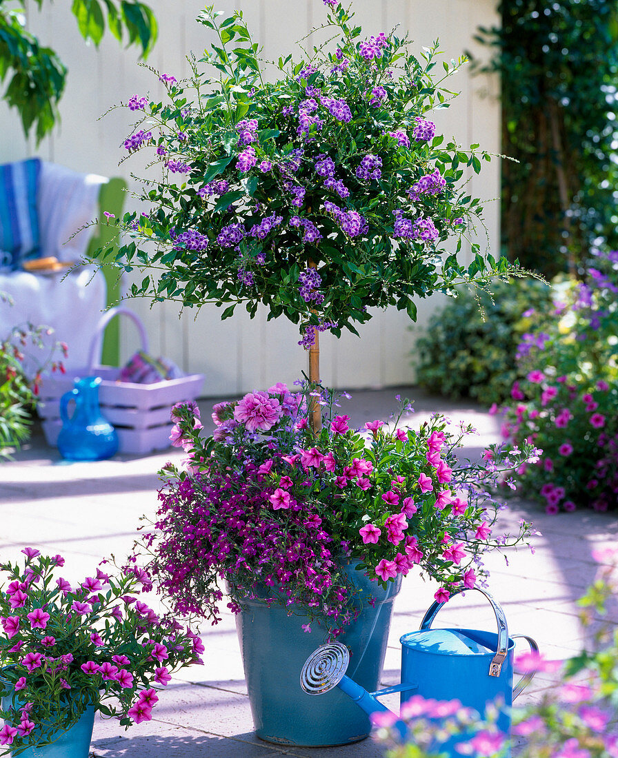 Duranta repens (sky flower) stems underplanted