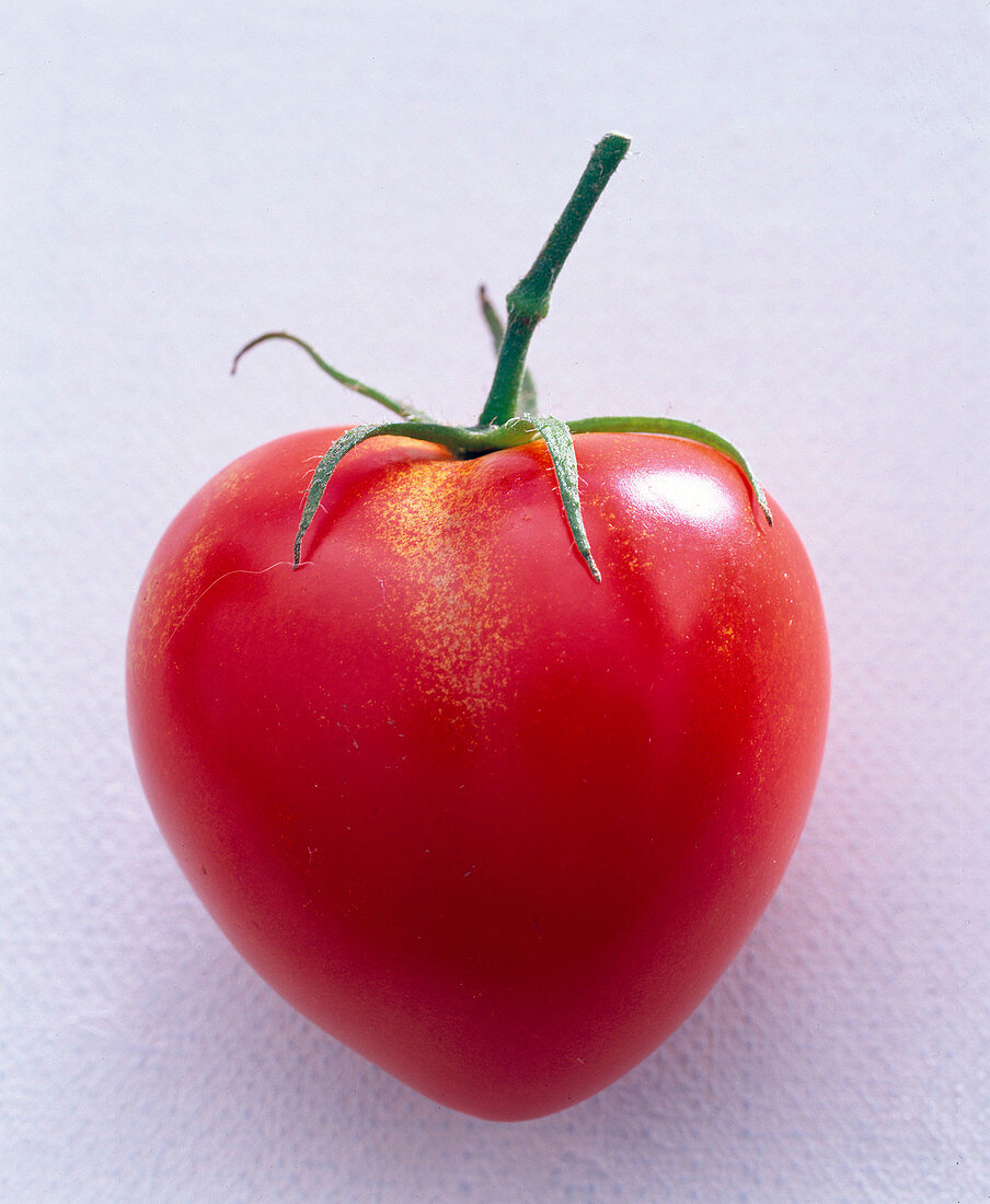 Herzförmige Tomate