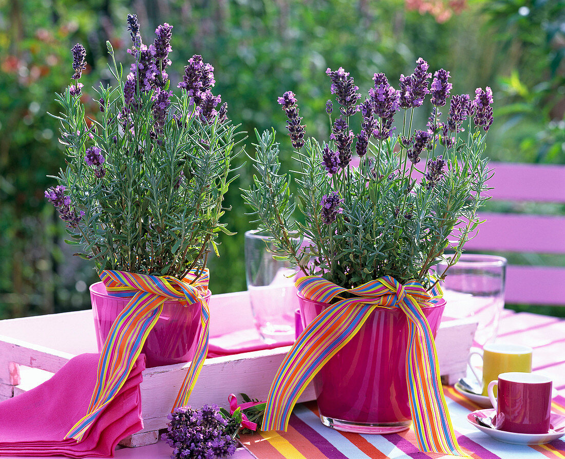Lavandula 'Hidcote Blue' (lavender) in pink pots