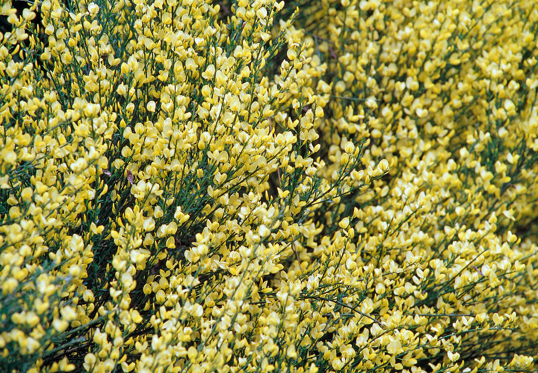 Cytisus x praecox (broom)