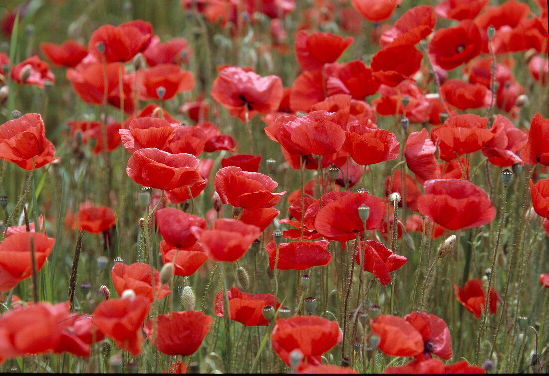 Papaver rhoeas (corn poppy)