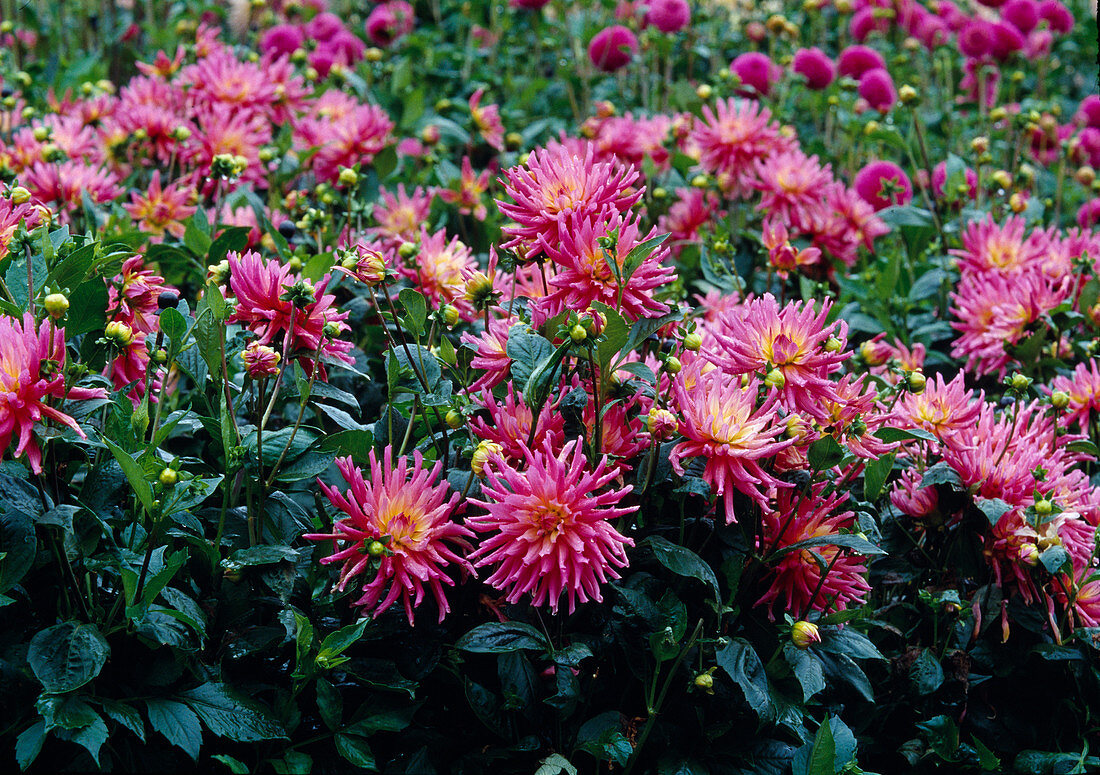 Dahlia 'Pink Flamingo' (semi-cactus dahlia)