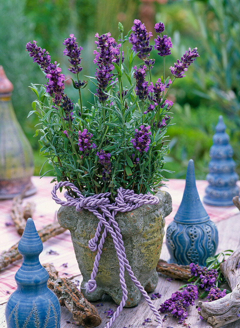 Lavandula (Lavender) in a rustic stone pot
