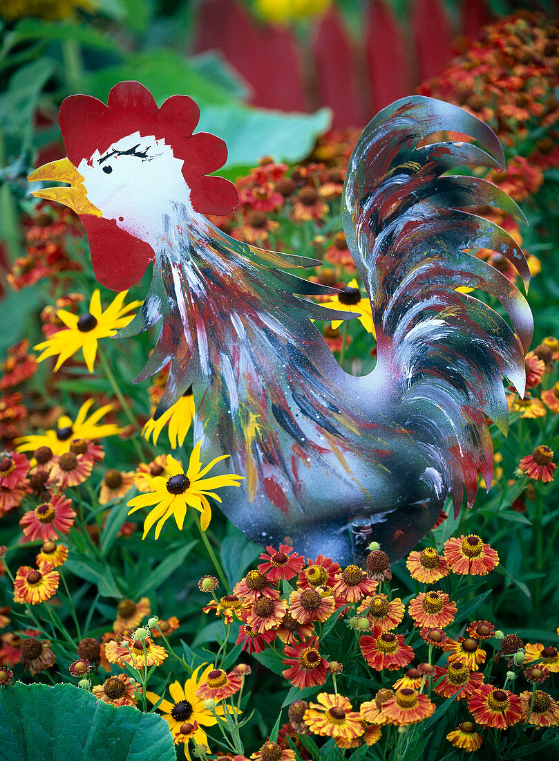 Metal figurine of a rooster between Helenium (sunflower)