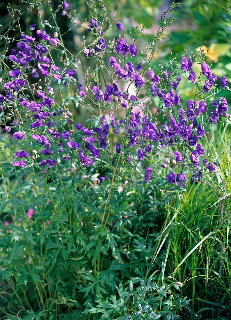 Aconitum napellus (Monkshood)