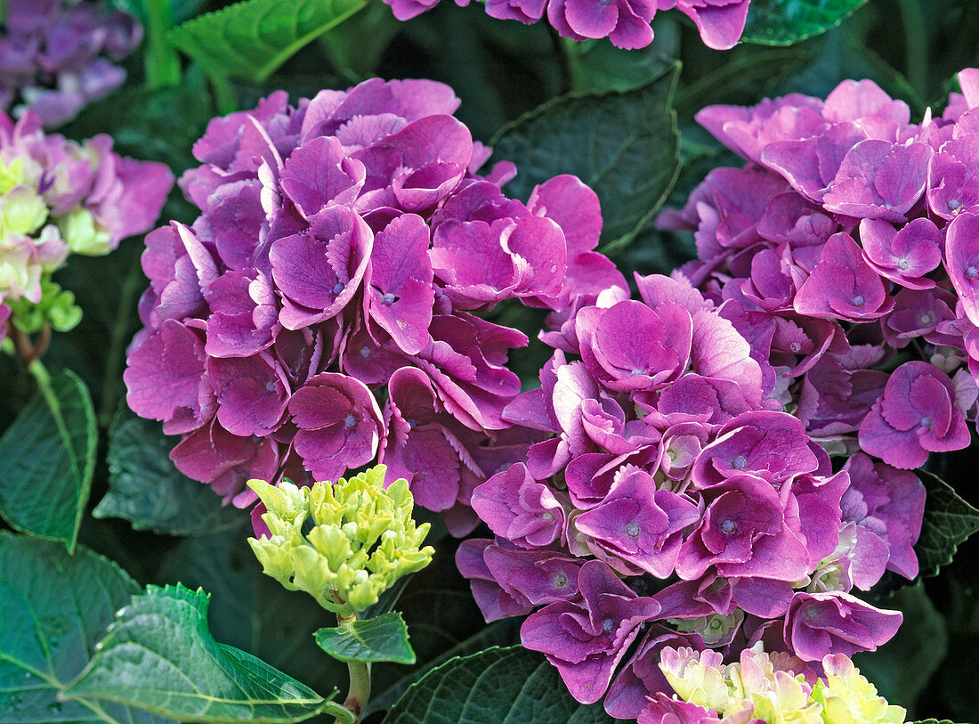 Hydrangea macrophylla 'Amsterdam' (Hydrangea)