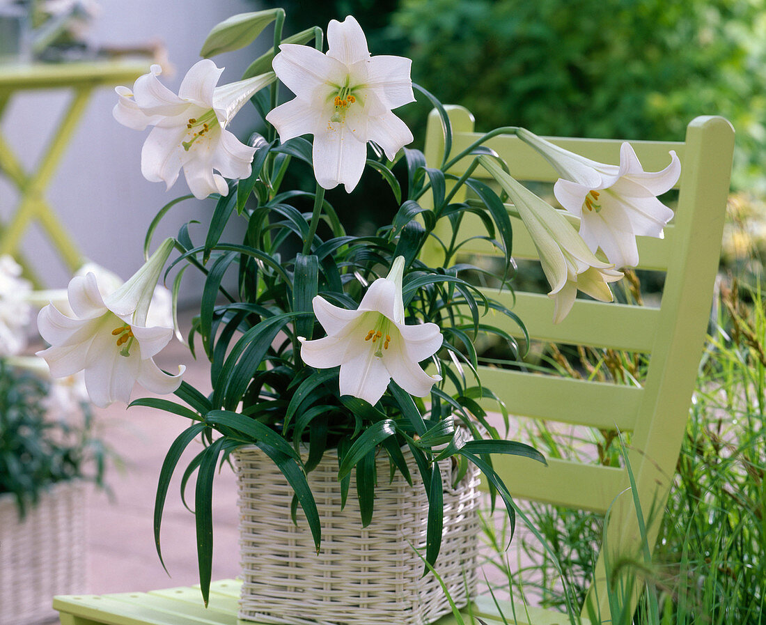 Lilium longiflorum 'Gelria' (Trumpet lily)