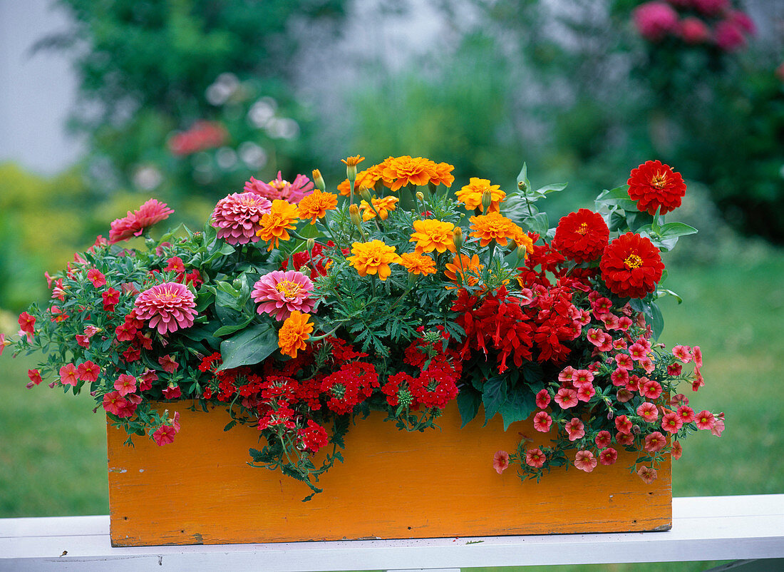 Orange wooden box with red-orange planting