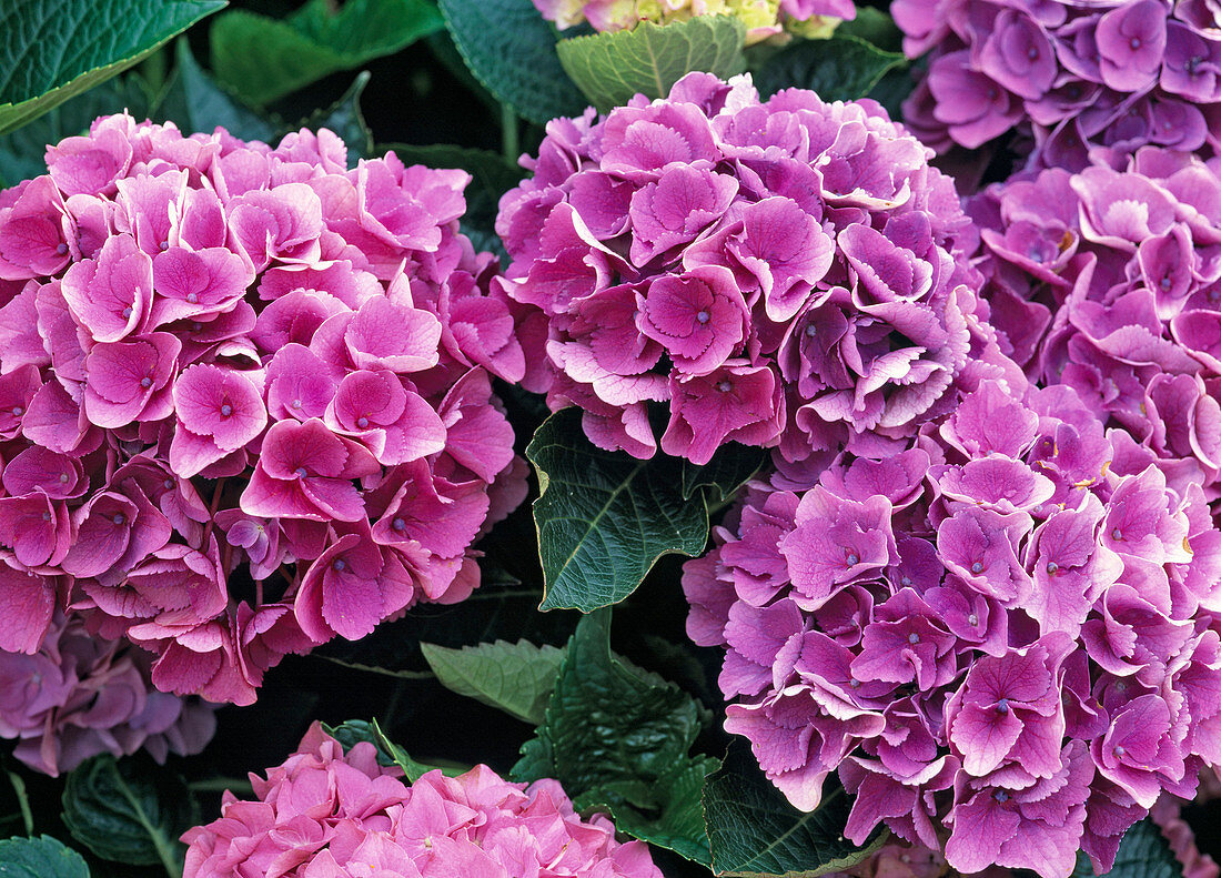 Hydrangea macrophylla 'Freudenstein'