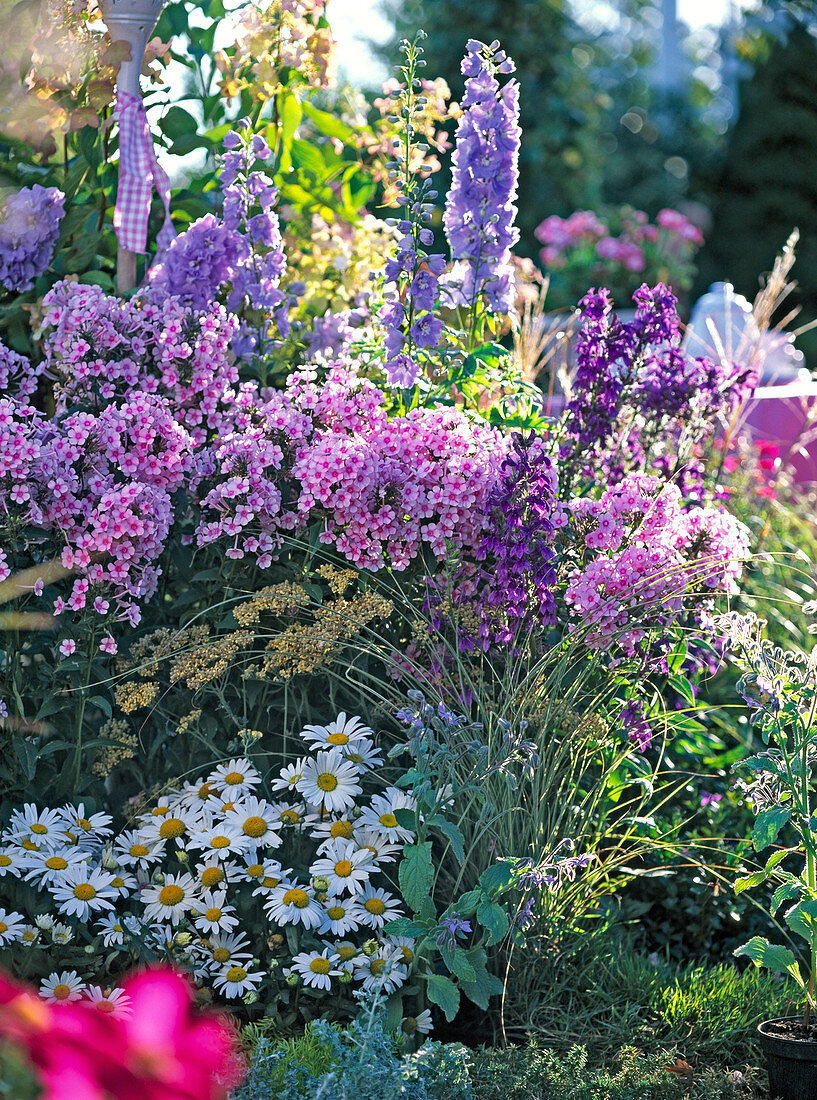 Phlox 'Country Wedding'