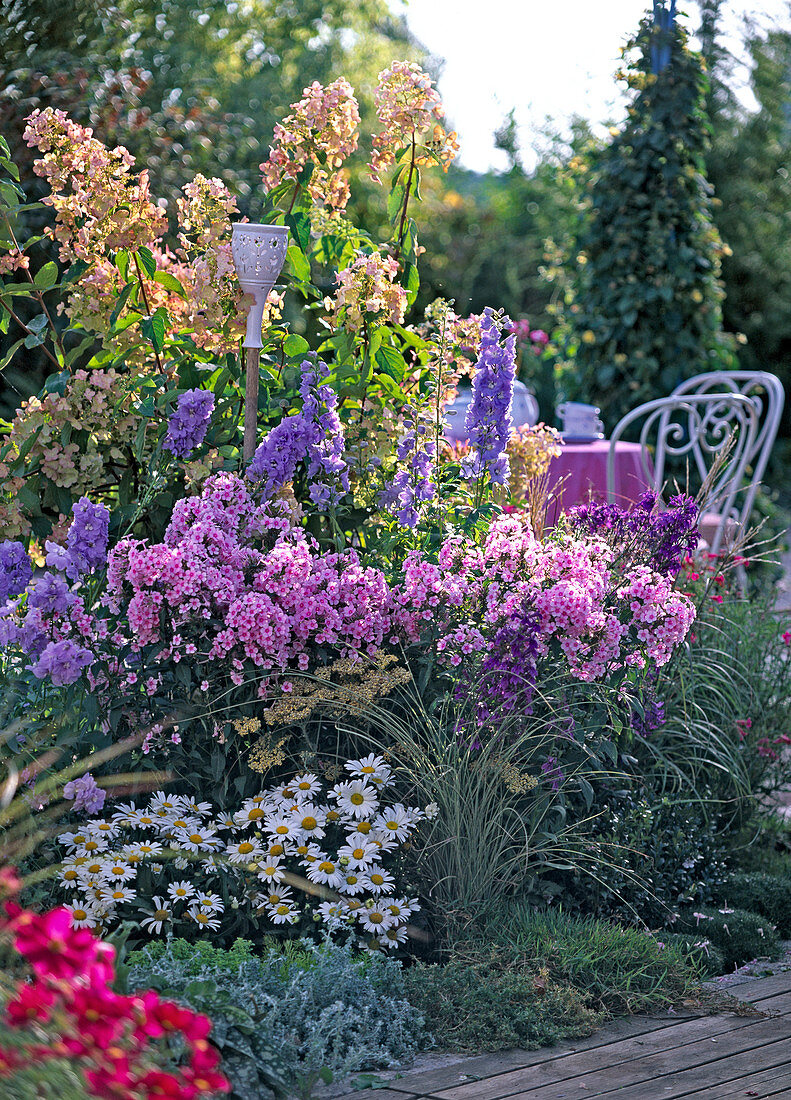 Phlox 'Country Wedding'