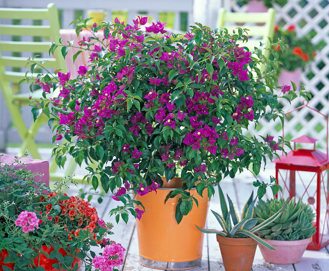 Bougainvillea in orange metal bucket