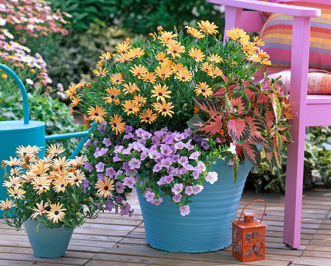 Osteospermum 'Orange Mini' (Cape basket)