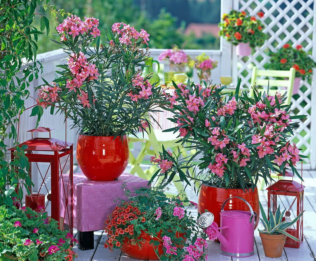 Nerium (oleander), Calibrachoa Celebration 'Fire'