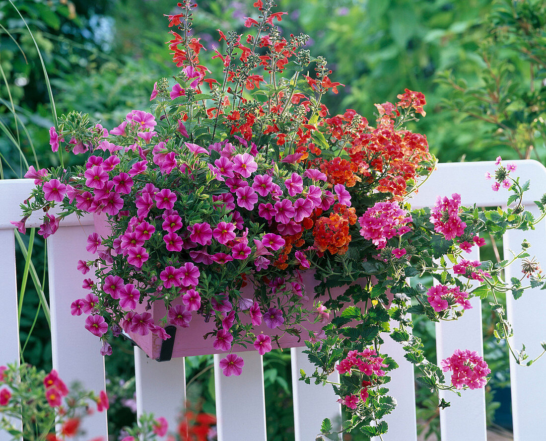 Calibrachoa Celebration Star 'Purple' (Zauberglöckchen)